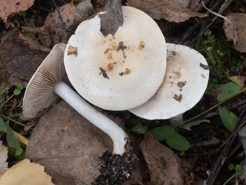 Hebeloma pseudofragilipes Hebeloma pseudofragilipes